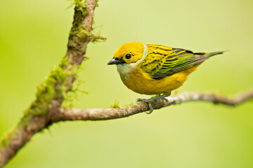 The silver-throated tanager (Tangara icterocephala) is a species of passerine bird in the tanager family Thraupidae. It is found in Costa Rica, Panama, Colombia, Ecuador
