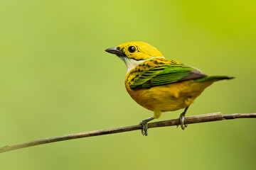 The silver-throated tanager (Tangara icterocephala) is a species of passerine bird in the tanager family Thraupidae. It is found in Costa Rica, Panama, Colombia, Ecuador