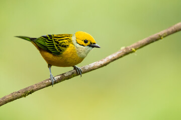 The silver-throated tanager (Tangara icterocephala) is a species of passerine bird in the tanager family Thraupidae. It is found in Costa Rica, Panama, Colombia, Ecuador