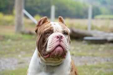 Happy male Merle pitbull have different eyes color in garden - obrazy, fototapety, plakaty