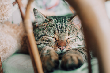 Kotek domowy śpi smacznie na fotelu - obrazy, fototapety, plakaty