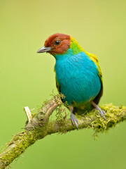 The bay-headed tanager (Tangara gyrola) is a medium-sized passerine bird. This tanager is a resident breeder in Costa Rica, Panama, South America south to Ecuador, Bolivia and southern Brazil