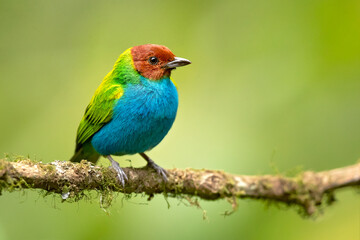 The bay-headed tanager (Tangara gyrola) is a medium-sized passerine bird. This tanager is a resident breeder in Costa Rica, Panama, South America south to Ecuador, Bolivia and southern Brazil