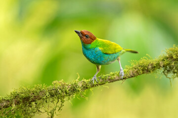 The bay-headed tanager (Tangara gyrola) is a medium-sized passerine bird. This tanager is a resident breeder in Costa Rica, Panama, South America south to Ecuador, Bolivia and southern Brazil