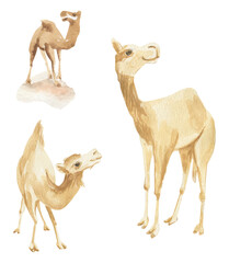 Camels watercolor illustration, light sketch