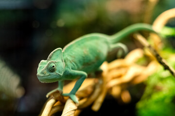 Green chameleon crawling on tree branch © Gioia