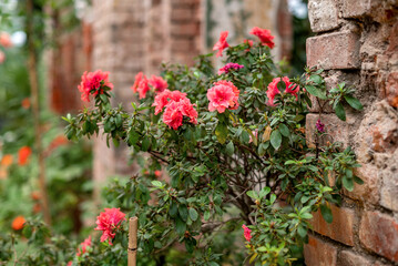 Fototapeta na wymiar Flowers of pink japanese azalia on bush in spring garden against old weathered brick wall