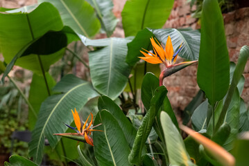 Bird of Paradise flower (Strelitzia reginae) in botanical garden