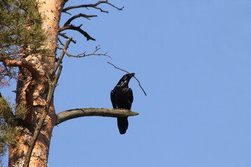 A black raven sits on a tree with a branch in its beak to build a nest in early spring