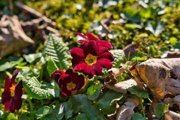 Perennial primrose or primula in the spring garden. Spring primroses flowers, primula polyanthus. Purple primroses in spring woods.