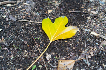 autumn leaves on the ground