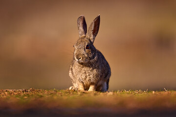European Rabbit, Oryctolagus cuniculus algirus,  Parque Natural Sierra de Anduja. Cute animal in the nature habitat. Hare, orange evening light. Europe wildlife.