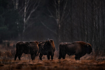 Bison herd in the autumn forest, sunny scene with big brown animal in the nature habitat, yellow leaves on the trees, Bialowieza NP, Poland. Wildlife scene from nature. Big brown European bison.