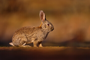 European Rabbit, Oryctolagus cuniculus algirus,  Parque Natural Sierra de Anduja. Cute animal in the nature habitat. Hare, orange evening light. Europe wildlife.