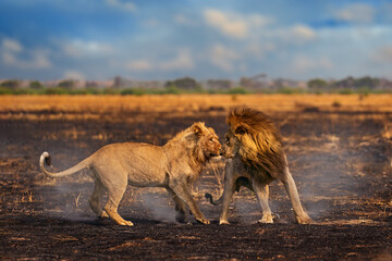 Fototapeta na wymiar African lion, male fight, old and young. Botswana wildlife. Lion, slose-up detail portrait. Animal in fire burnt place, lion grass walk in wind, Savuti, Chobe NP in Botswana. Hot season in Africa.