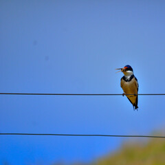bird on a wire