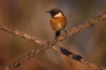 European stonechat, Saxicola rubicola, small passerine bird sitting on the branch in sunset evening light, Malaga, Spain Stonechat white black bird in the orange light. Birdwatching in Europe nature