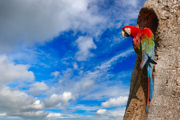 Brazil wildlife. Big red parrot Red-and-green Macaw, Ara chloroptera, sitting on the branch, palm tree. Pantanal, Brazil . Wildlife scene in nature. Birdwatching in America, birds with fruits. © ondrejprosicky