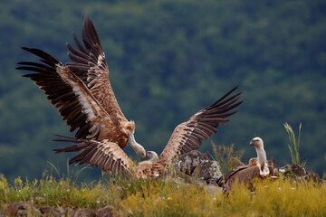 Griffon Vulture, Gyps fulvus, big birds of prey sitting on rocky mountain, nature habitat, Madzarovo, Bulgaria, Eastern Rhodopes. Wildlife from Balkan. Wildlife scene from nature. Blue flower on rock.