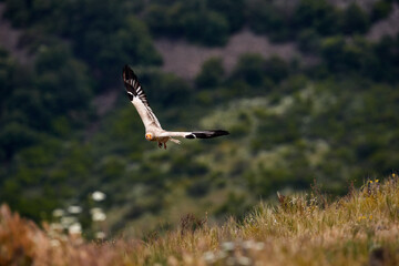Egyptian vulture, Neophron percnopterus, Extremadura in Spain, Europe. Big white bird of prey sitting on rocky mountain, nature habitat. Wildlife scene from nature.