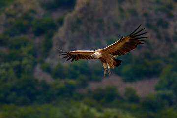 Vulture flight. Griffon Vulture, Gyps fulvus, big birds of prey fly above rocky mountain, nature...