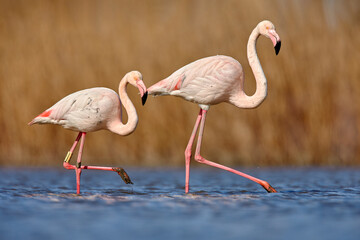 Greater Flamingo, Phoenicopterus ruber, beautiful pink big bird with long neck in dark blue water, with evening sun, Molentargius-Saline  in Sardinia, Italy, Wild from Europe. Flamingo, wildlife. - obrazy, fototapety, plakaty
