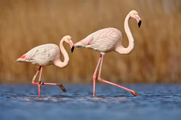 Fototapeten Greater Flamingo, Phoenicopterus ruber, beautiful pink big bird with long neck in dark blue water, with evening sun, Molentargius-Saline  in Sardinia, Italy, Wild from Europe. Flamingo, wildlife. © ondrejprosicky