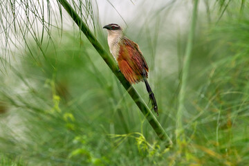 White-browed coucal or lark-heeled cuckoo, bird in family Cuculidae, sitting in branch in wild nature. Big bird coucal in habitat, Cyperus papyrus, Victoria Nile river, Uganda in Africa