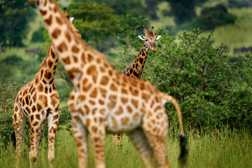 Art view on Africa nature. Big herd with blue sky with clouds. Giraffe and morning sunrise. Green vegetation  Wildlife scene from nature. Orange light in the forest, Murchison Falls NP Uganda