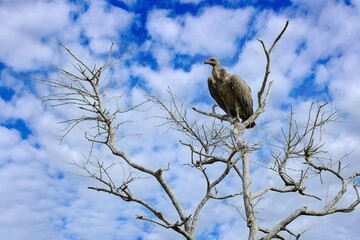 Cape griffon vulture, Gyps coprotheres, two birds of prey sitting on the tree branch with blue sky. Wildlife scene from nature, Okavango delta, Moremi, Botswana in Africa. Vulture in the nature habita
