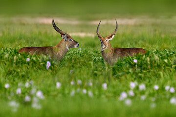Africa wildlife. Waterbuck in water, Kobus ellipsiprymnus, large antelope in sub-Saharan Africa, detail portrait in the water. Nice African animal in the nature habitat, Uganda. Wildlife from nature.