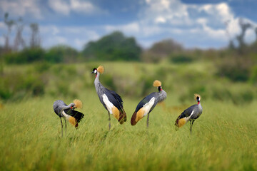 Bird dance. Crane love. Grey crowned crane, bird love, Balearica regulorum, with dark background. Bird head with gold crest in heavy rain, Africa, Murchison NP, Uganda. Big bird fly in the nature.