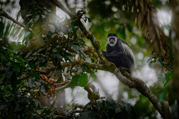 Monkey, wildlife nature from Uganda. Mantled guereza. Black-and-white colobus monkey from Murchison Falls NP. Cute animal from east Africa. Animal dark forest tree habitat.