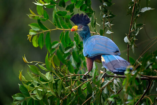 Great blue turaco, Corythaeola cristata, bird sitting on the tree branch in the nature habitat. Blue turaco in Kibale Forest in Uganda, Africa. Beautiful bird with crest in the forest nature habitat.