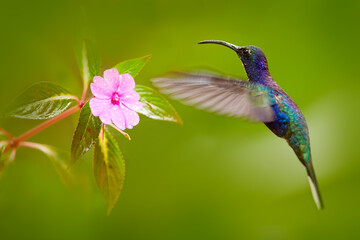 Obraz premium Blue hummingbird Violet Sabrewing flying next to beautiful flower. Tinny bird fly in jungle. Wildlife in tropic Costa Rica. Two bird sucking nectar from bloom in the forest. Bird behaviour.