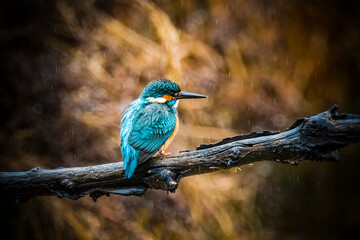 Kingfisher perched on rainy day searching for food