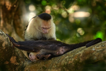 White-headed Capuchin, Cebus capucinus, black monkeys sitting on the tree branch in the dark tropical forest, animals in the nature habitat, wildlife of Costa Rica. Monkey cleaning fur coat.
