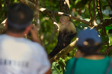 Photographers, monkey disturb in the forest. White-headed Capuchin, black monkey sitting on tree...