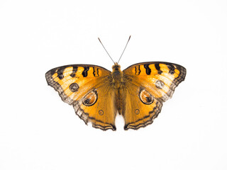 Obraz premium butterfly on a white background
