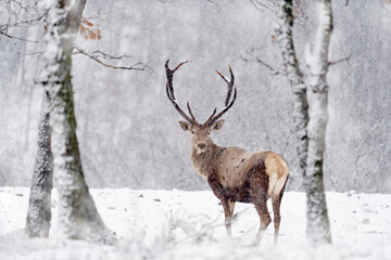 Winter wildlife. Red deer, Cervus elaphus, big animal in the nature forest habitat. Deer in the oak...