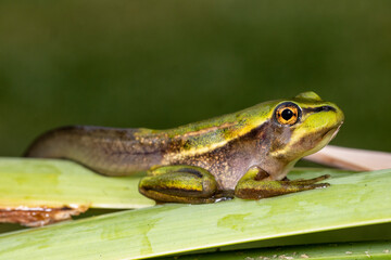 Tadpole of the Green and Golden Bell Frog changing into a frog