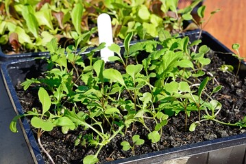 Spicy mix of lettuce seedlings in a seed tray, UK.