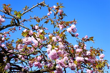 Pretty pink cherry blossom tree in bloom against a blue sky, UK.