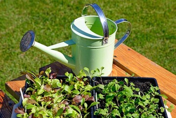 Salad Bowl lettuce seedlings and Spicy Mix salad seedings with a mini watering can to the rear, UK.