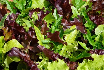 Cut and come again Salad Bowl lettuce seedlings, UK.