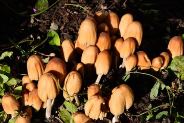 Mushrooms growing on rotting wood, UK.