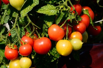 Summerlast tomatoes ripening in a pot, UK.