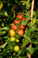 Mountain Magic tomatoes ripening on the plant, UK.