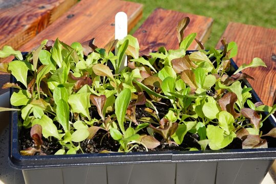 Cut and come again lettuce seedlings, UK.