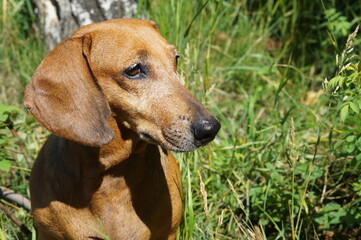 Red-haired dachshund close-up